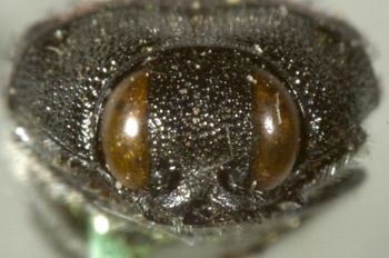 Media type: image;   Entomology 7141 Aspect: head frontal view
